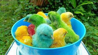 Menangkap Ayam Lucu Ayam Rainbow Di Rumahnya